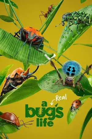 A Real Bug's Life مترجم